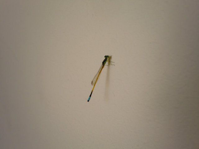 photo30.jpg