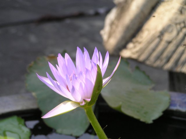 photo68.jpg