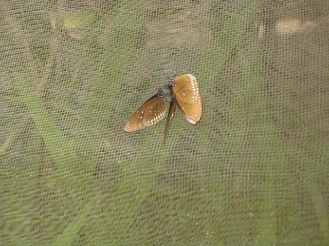 photo136.jpg