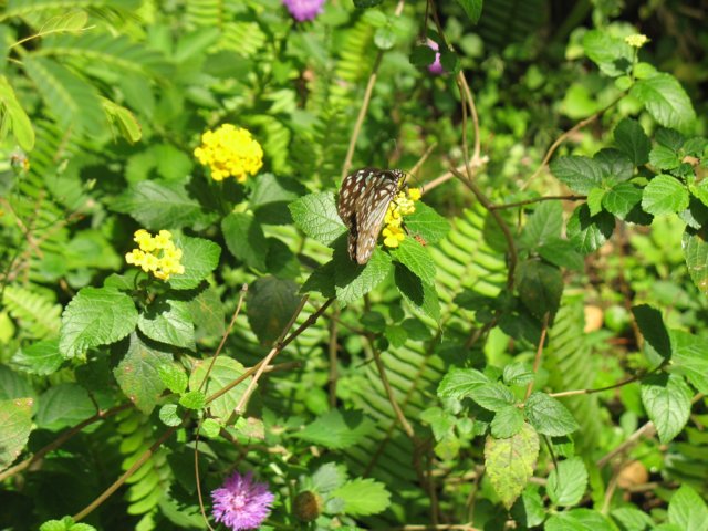 photo98.jpg